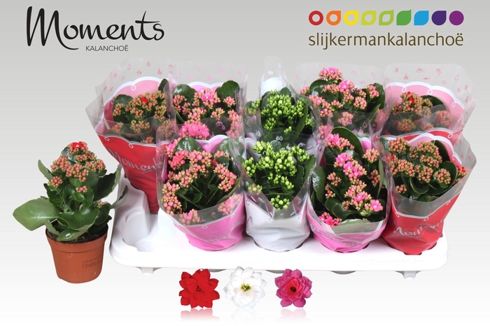 <h4>KAL GE GEM 3 KL</h4>