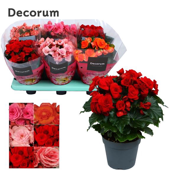 <h4>Begonia Dark Mix</h4>