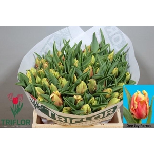 TU PA DEE JAY PARROT