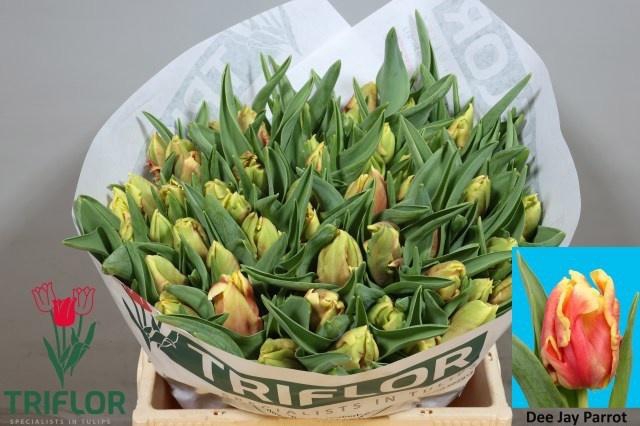 <h4>TU PA DEE JAY PARROT</h4>