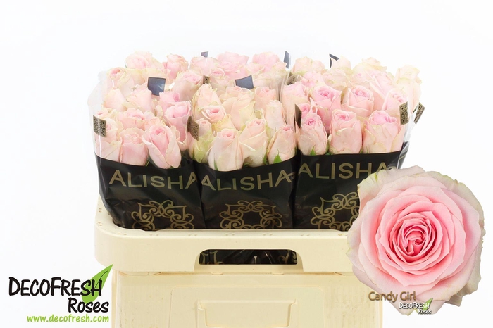 <h4>R Gr Candy Girl</h4>