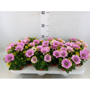 Osteospermum  'CapeDaisy Soft Pink'