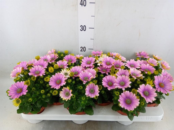 <h4>Osteospermum  'CapeDaisy Soft Pink'</h4>