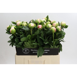 Paeonia Colonel Owen Cousins
