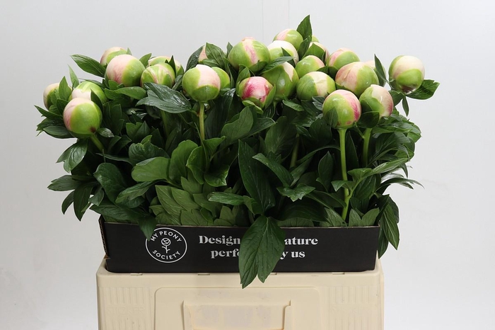 Paeonia Colonel Owen Cousins