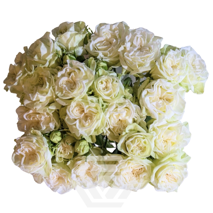 <h4>R TR WHITE FLOW Tessa</h4>