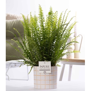 Nephrolepis Green Lady in P&PURE Tirza ceramics