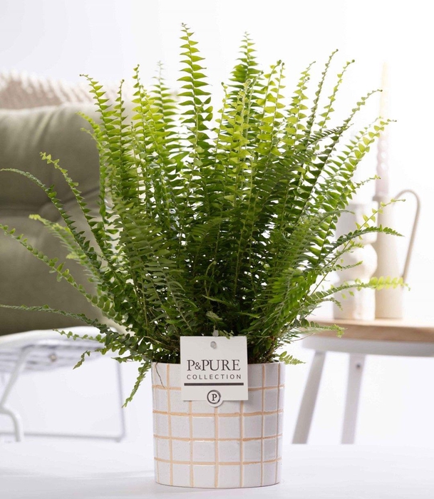 <h4>Nephrolepis Green Lady in P&PURE Tirza ceramics</h4>
