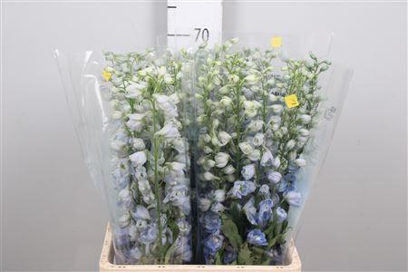 <h4>Delph Du Mag F Skyblue Wb (x40)</h4>