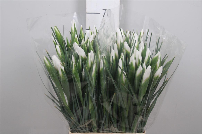 <h4>Iris Casablanca</h4>