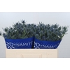 Eryngium Blue Dynamite