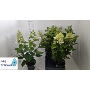 HYDR PANICULATA