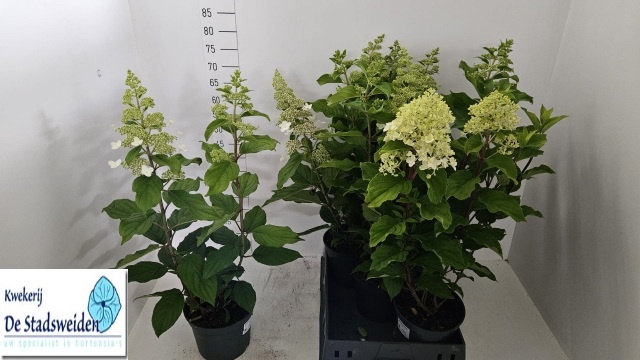 <h4>HYDR PANICULATA</h4>