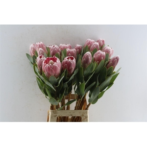 Protea Penny Pink