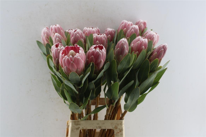 <h4>Protea Penny Pink</h4>
