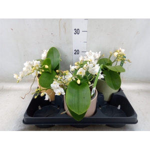 Phalaenopsis   ...white