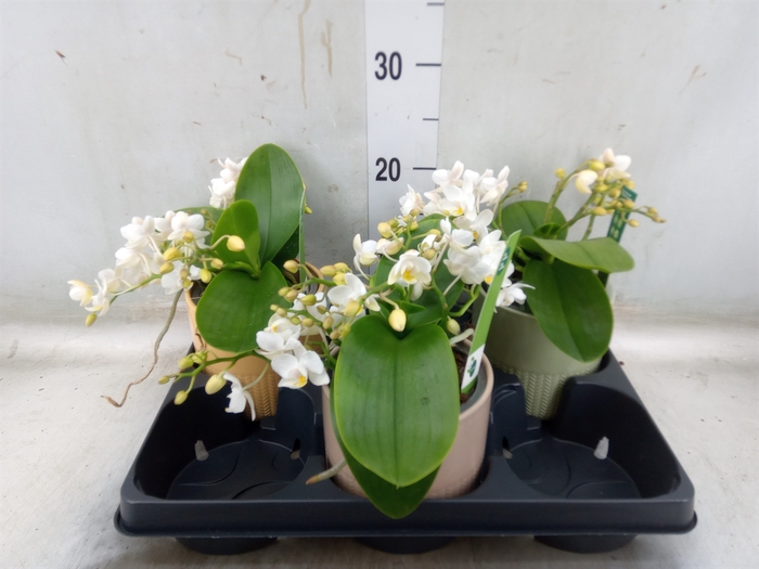<h4>Phalaenopsis   ...white</h4>