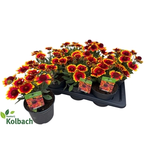 GAIL AR GA DARK BICO