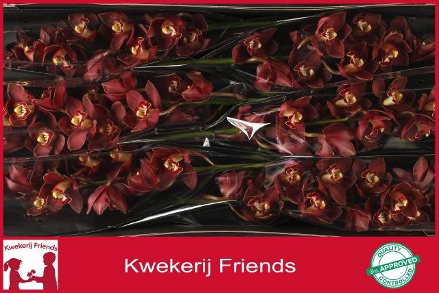 <h4>CYMB T PRIWINE</h4>