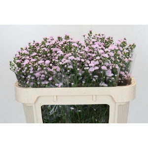 Aster Baby Pink Pearl