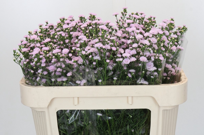 Aster Baby Pink Pearl