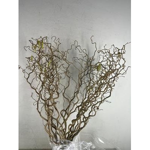 Corylus (2-jarig)