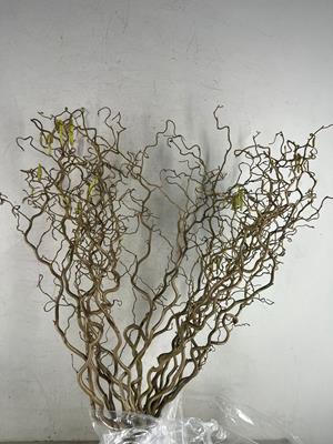 <h4>Corylus (2- Jarig)</h4>