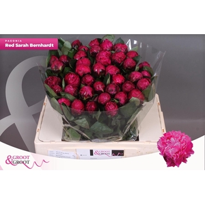 PAEO L RED SARAH BER