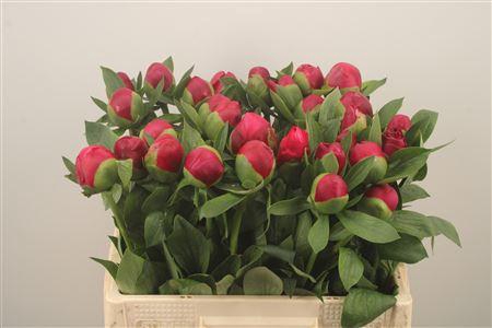 <h4>Paeo L Belgravia</h4>