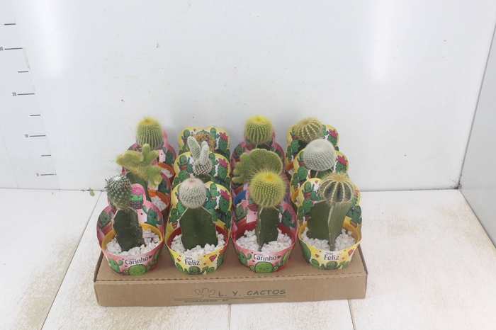 <h4>CACTUS ENXERTADO P10</h4>