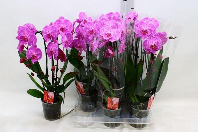 <h4>PHAL CASCADE PINK 2 TAK</h4>