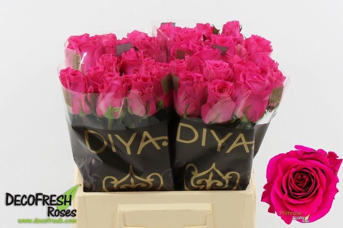 <h4>Rosa GR 'Primrose'</h4>