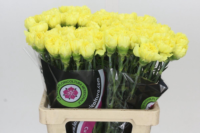 <h4>Dianthus St Zelda</h4>