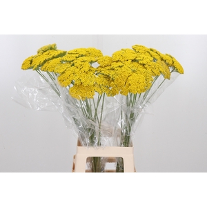 Achillea Park Variety