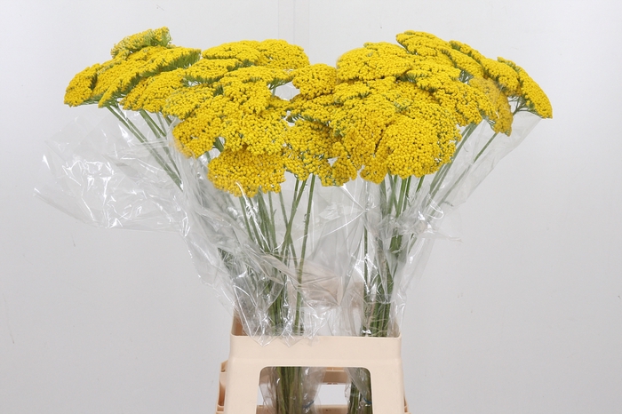 <h4>Achillea Park Variety</h4>