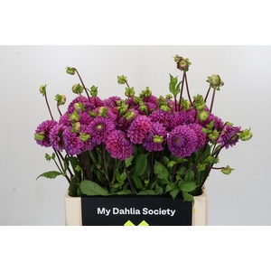 Dahlia Cornel Purple