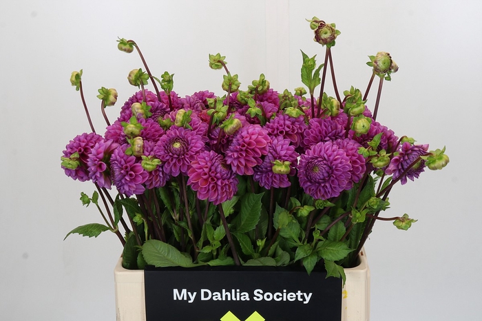 <h4>Dahlia Cornel Purple</h4>