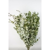 Bunch Eucalyptus 125gr Slv L70
