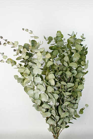 Bunch Eucalyptus 125gr Slv L70