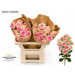 Rosa Spray Dinara
