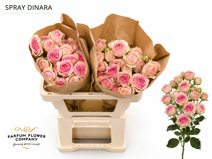 <h4>Rosa Spray Dinara</h4>