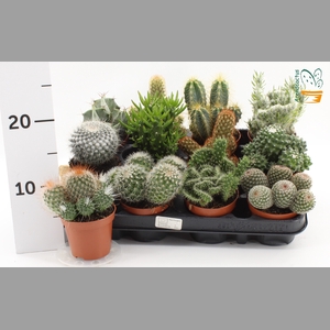CACTUS GEM