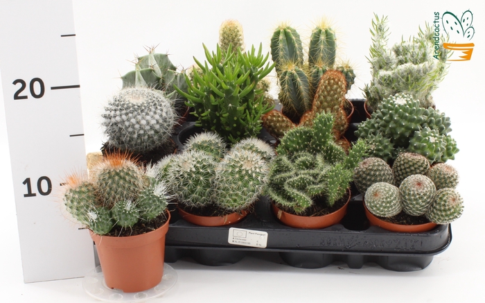 <h4>CACTUS GEM</h4>