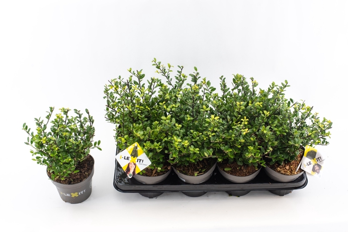 Ilex crenata 'Dark Green' bush 15-20cm