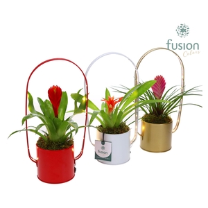 Led planter zink boog met Bromelia