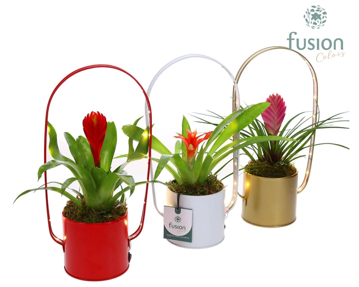 <h4>Led planter zink boog met Bromelia</h4>
