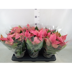 Euphorbia pulc. 'Christ Feel Pink'