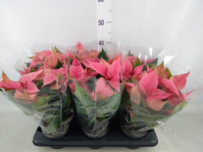 <h4>Euphorbia pulc. 'Christ Feel Pink'</h4>