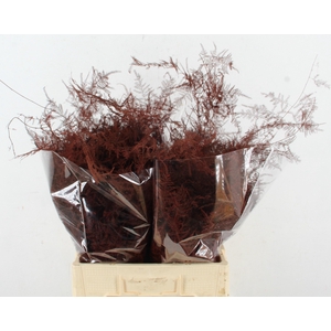 Asp IT  Ex Veren Bordeaux