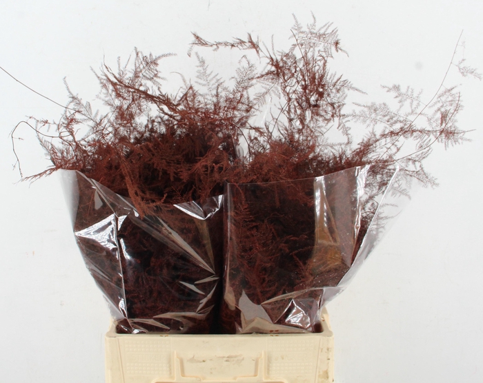 <h4>Asp IT  Ex Veren Bordeaux</h4>